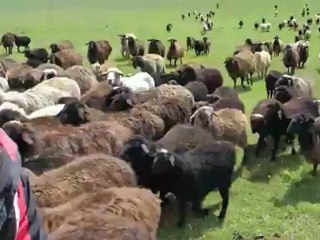 Vidéo  : charge de moutons