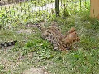 Magic Bengal Gin, Great and Jaguar