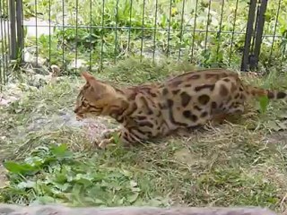 HYPNOTIC JAGUAR des Griffes de Feu of Magic Bengal (5 months)