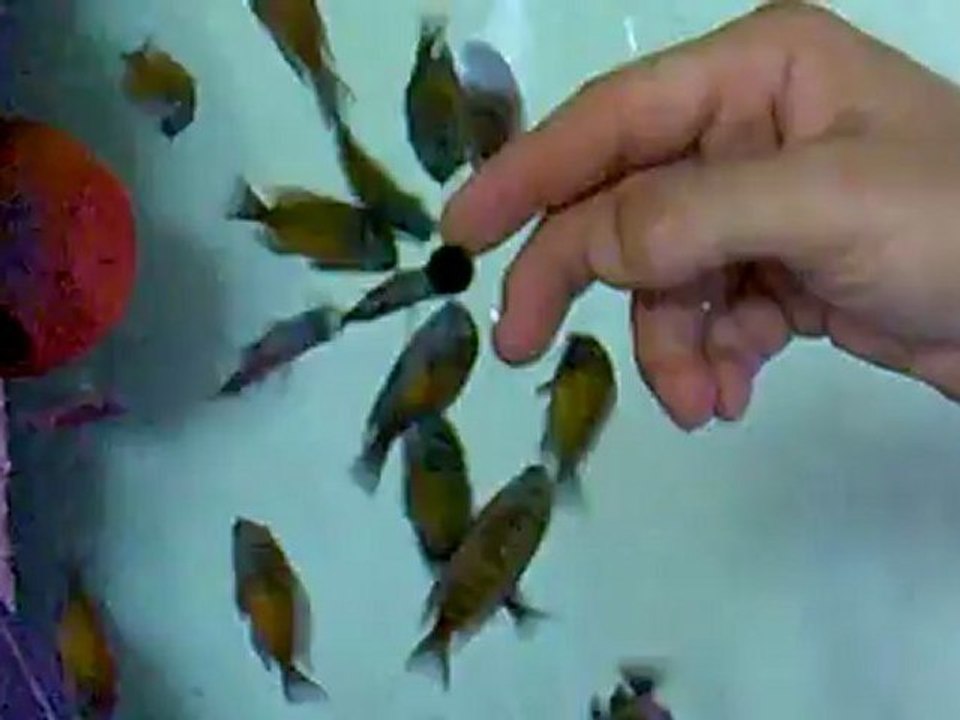 Kasakalawe elden yem yeme :)