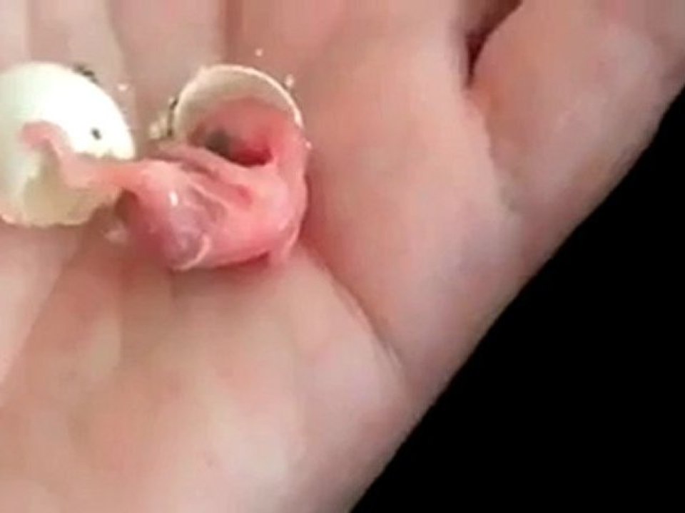 Yumurtadan kus yavrusunun cikisi