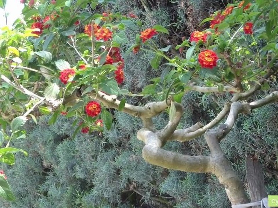 Ascension 2012