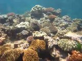 Coraux à la grande Barrière de corail