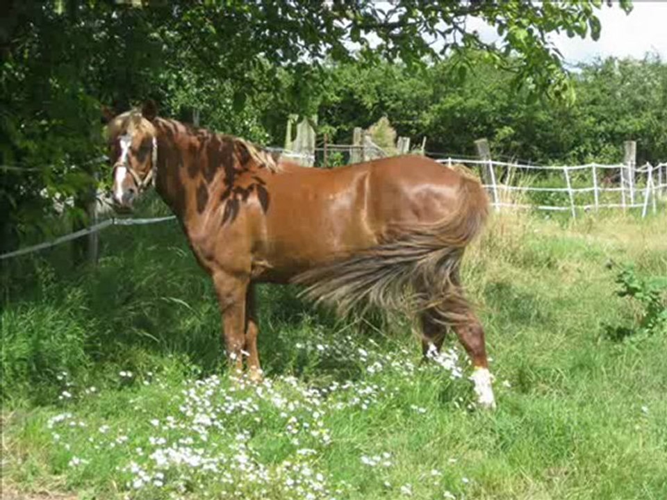 montage pour joli-coeur