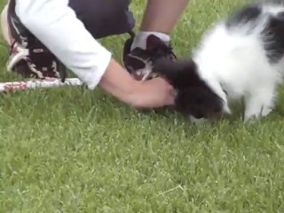 diddle son 1er carré de cavage