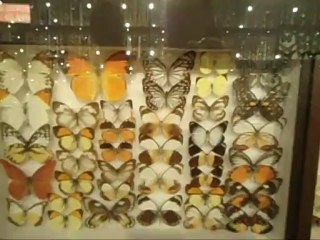 Ile Maurice Musée Papilllons