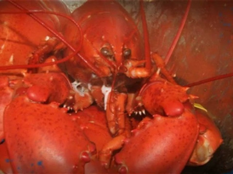 Techniques On How To Get Red Lobster Printable Coupons August 2012