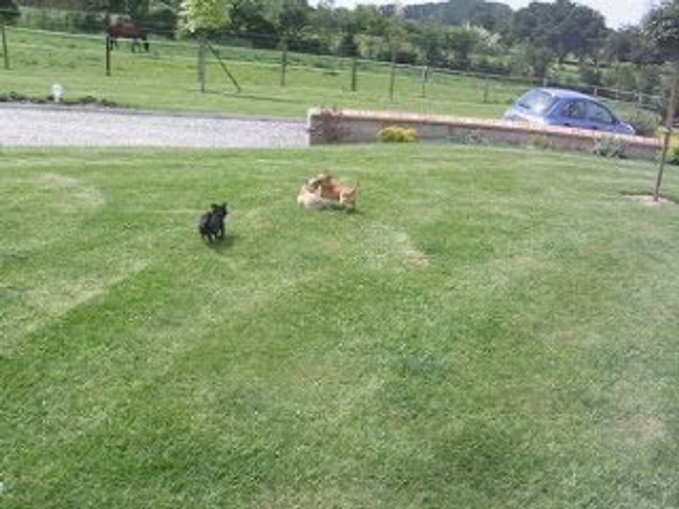 TOOTSIE-ARTEMIS-ARCHIE course poursuite