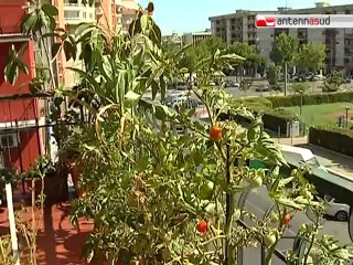 TG 28.07.12 Orti sui balconi, terapia anticrisi e non