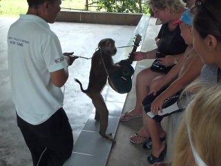 Singe joue de la guitare