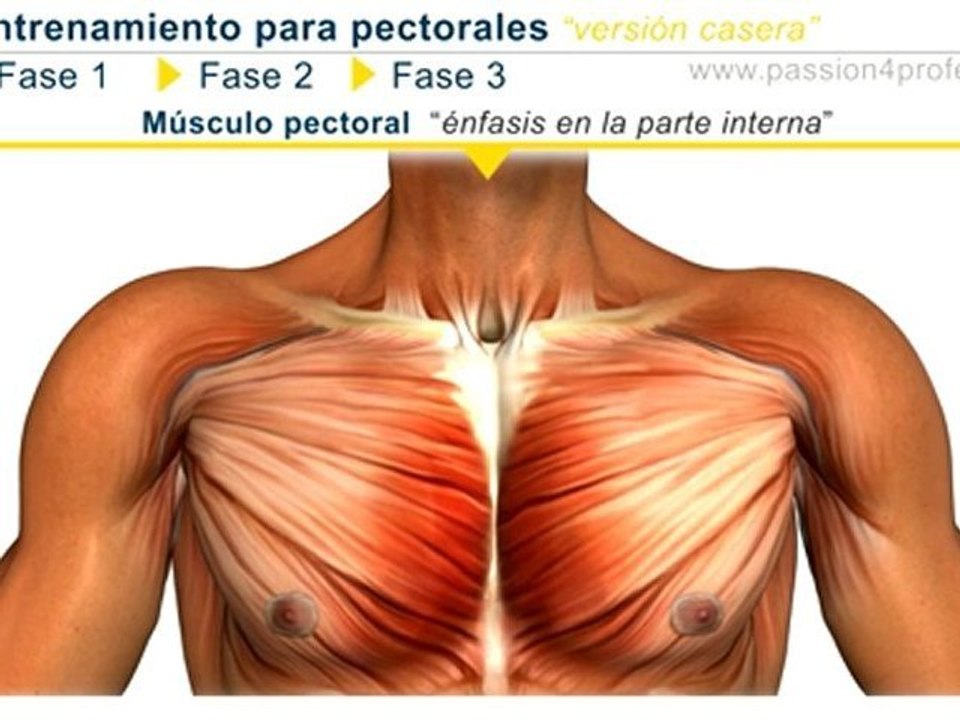 Entrenamiento para pectorales
