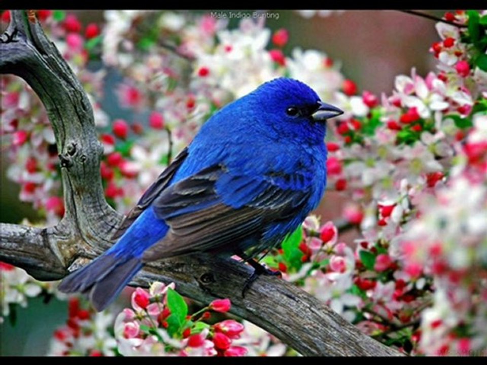 olurmusun (yeni arabesk müzik eseri tanıtım klibi)