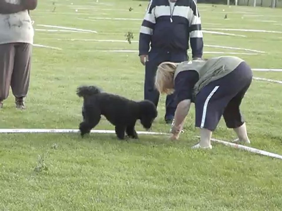 dandy cavage tresses