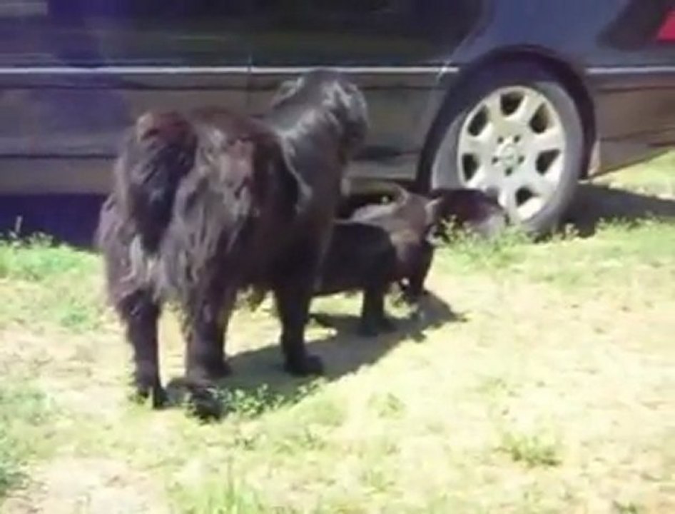 Bagarre de chats stoppée par des chiens policiers