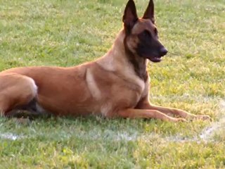 Brevet FIDJI (vidéo 3)