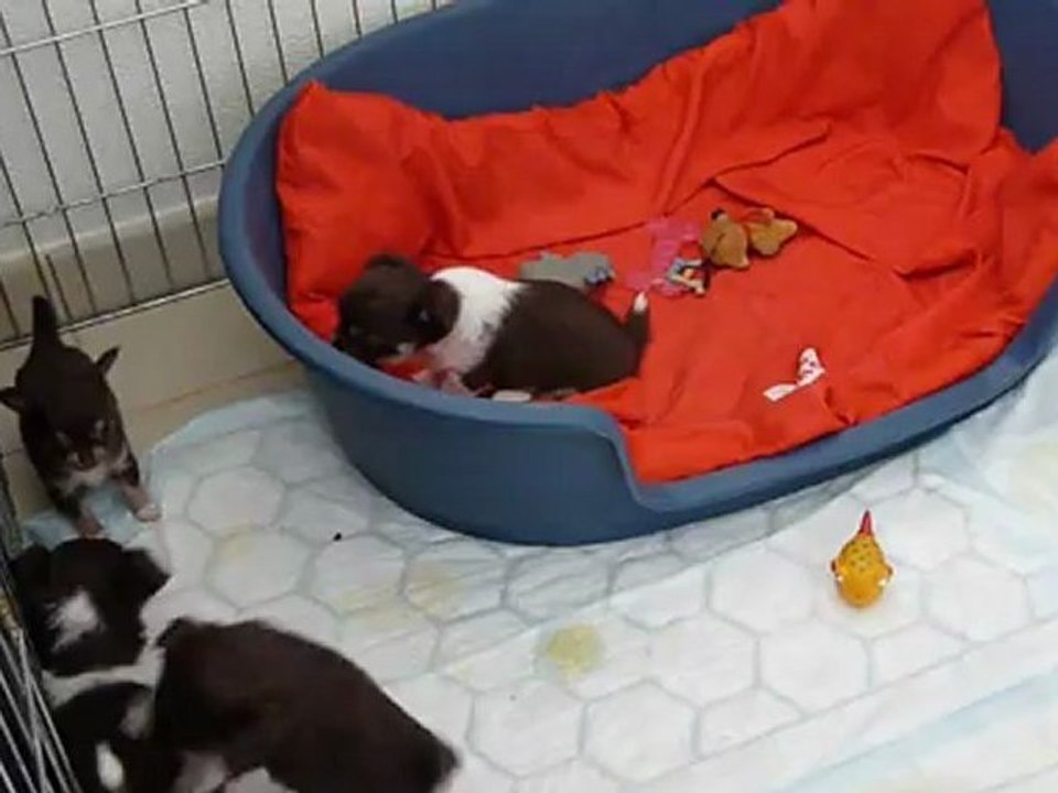 Les fifilles qui s'amusent