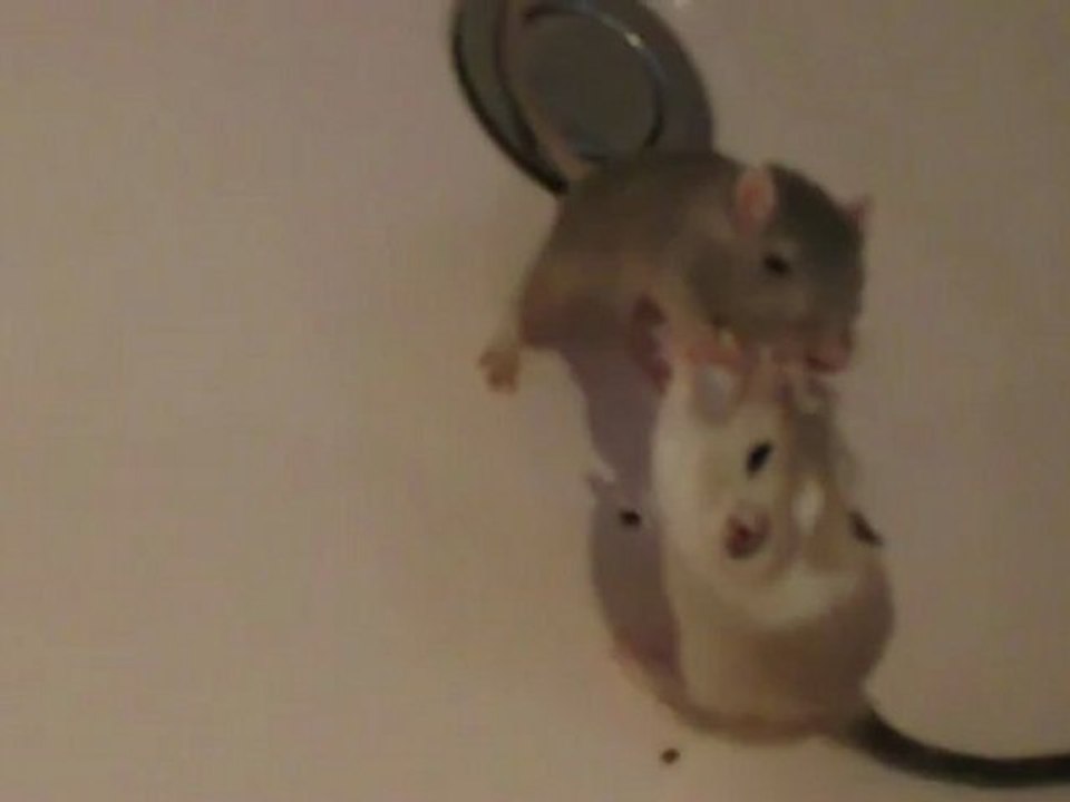 gerbilles3