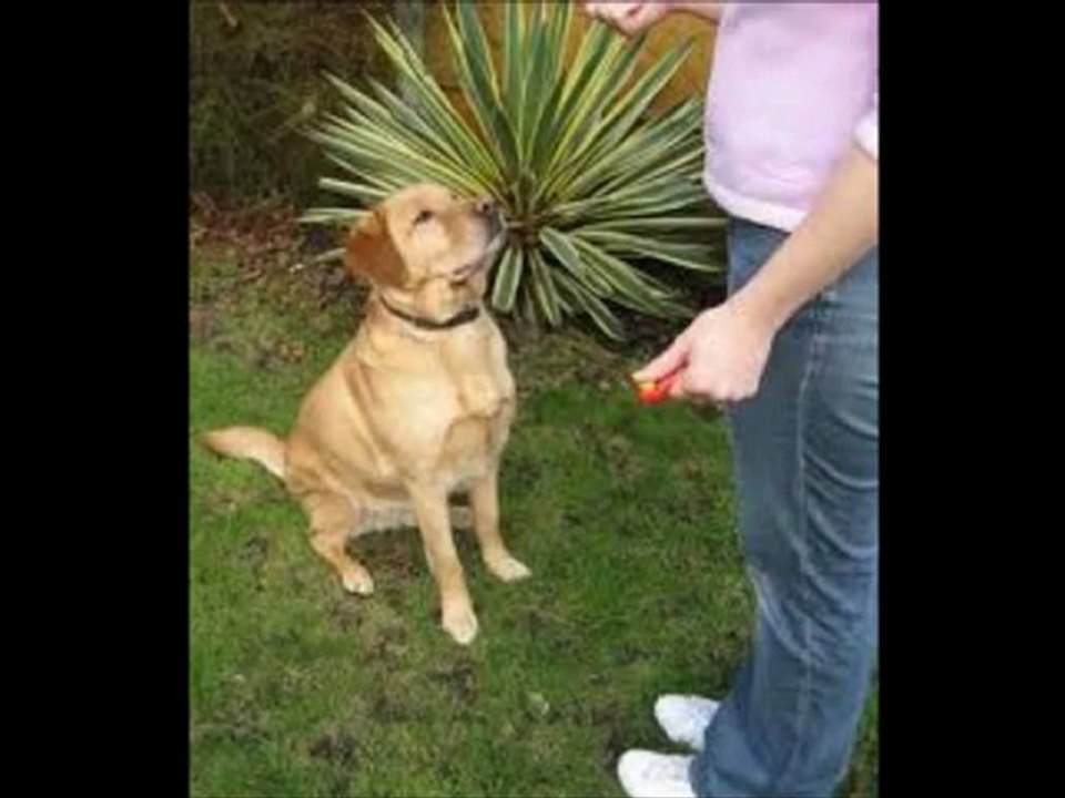 Dog Clicker