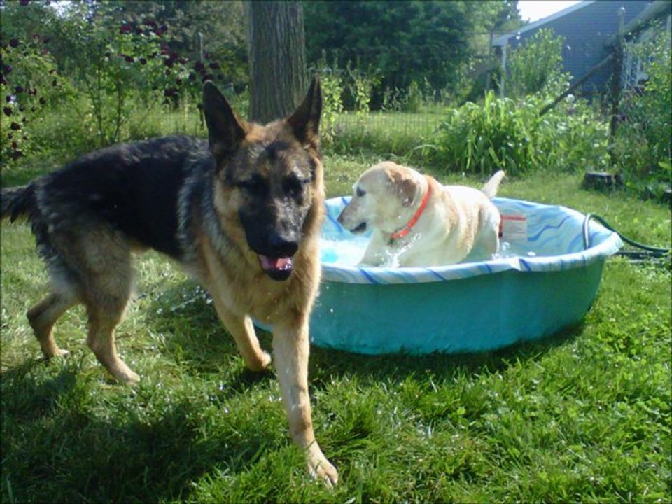 Find Frank LaMark Illinois