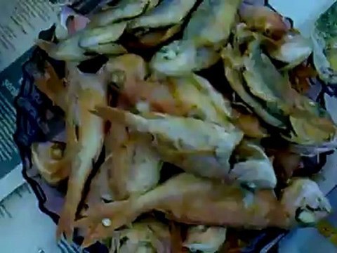 mercan avı bahadır boğaç