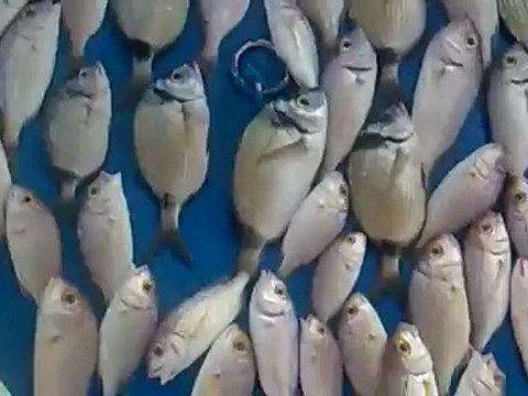 balık avı karagözler bahadır boğaç