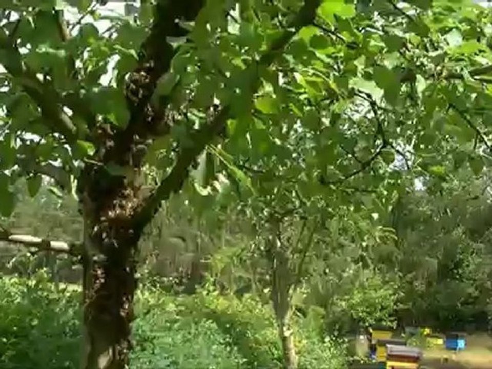 rójka