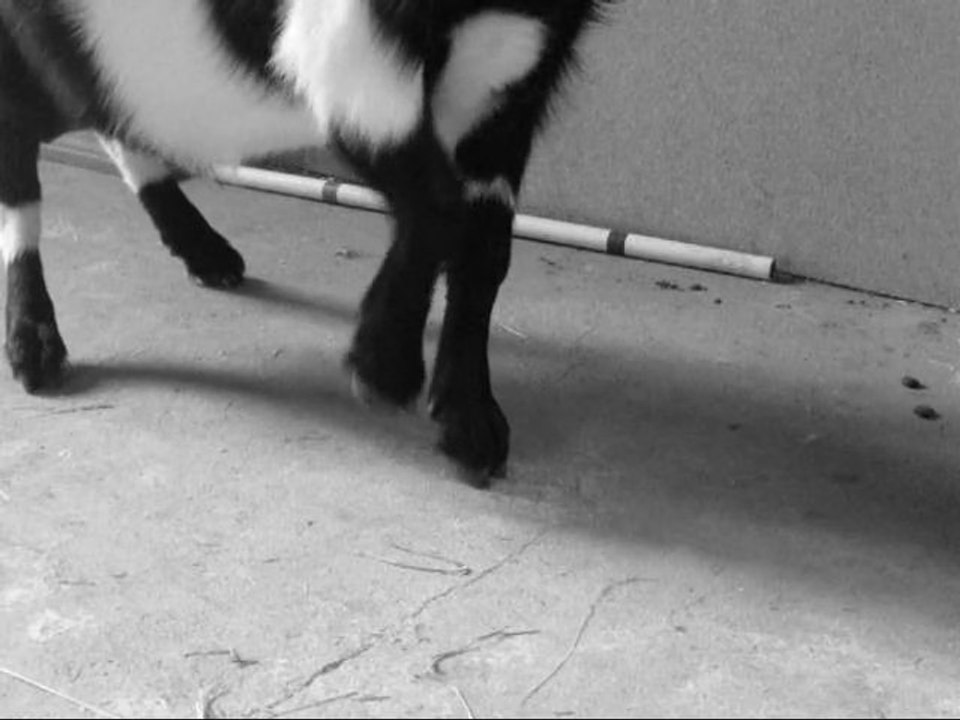 Séance de dressage et de saut pour Scrat (30 juillet 2012)