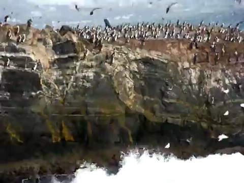 cormorans impériaux ( Ushuaia )