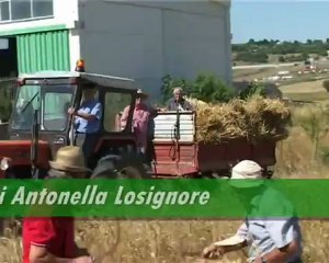 ANDIAMO A MIETERE IL GRANO MATERA 31-7-2012