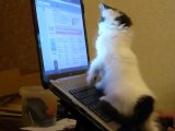 Kedinin Bilgisayar Aşkı