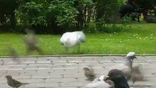Завтрак в парке или допрыгался воробышек