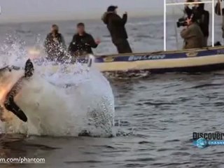 Нападение акулы в замедленной съемке