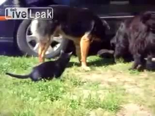 Собаки разгоняют дерущихся котов