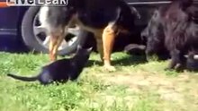 Собаки разгоняют дерущихся котов