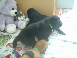 31 juillet 2012 : chiots de 20 jours
