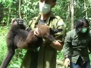 Clip Kalaweit Juillet 2012/July 2012