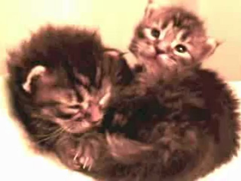 Chatons Maine Coon Chatterie de la Verrerie Royale  2 weeks Kitten - Adele Someone Like you