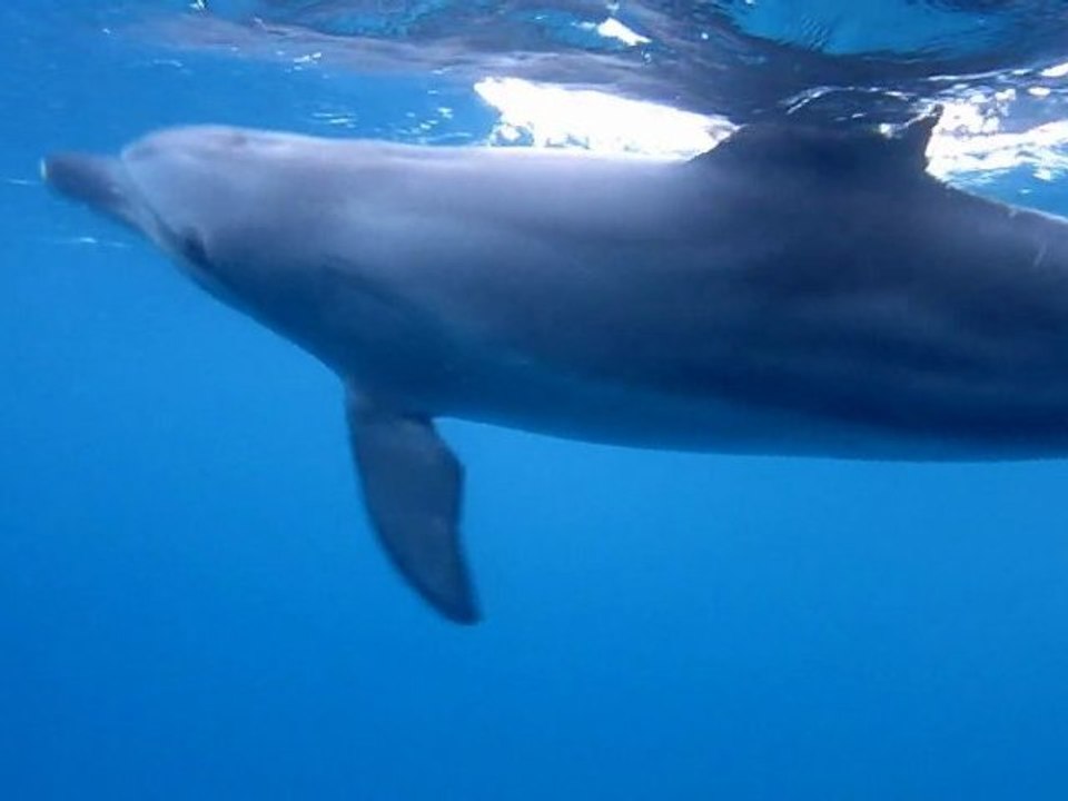 Rencontre en Mer Rouge avec les Dauphins