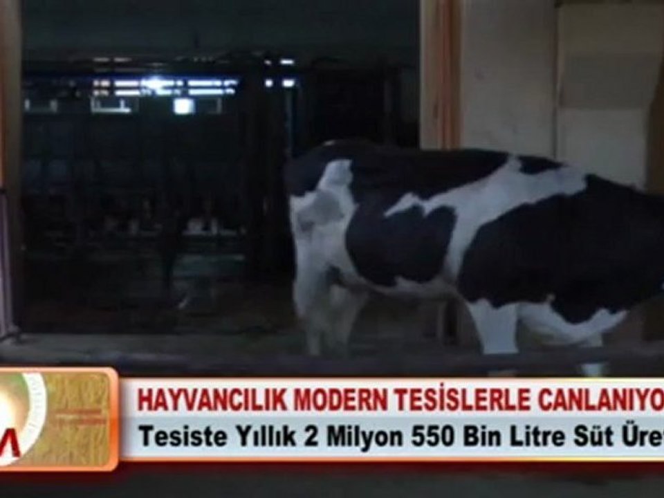 HAYVANCILIK MODERN TESİSLERLE CANLANIYOR