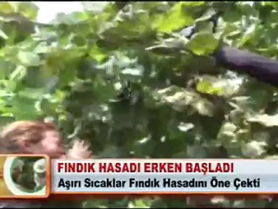 FINDIK HASADI ERKEN BAŞLADI