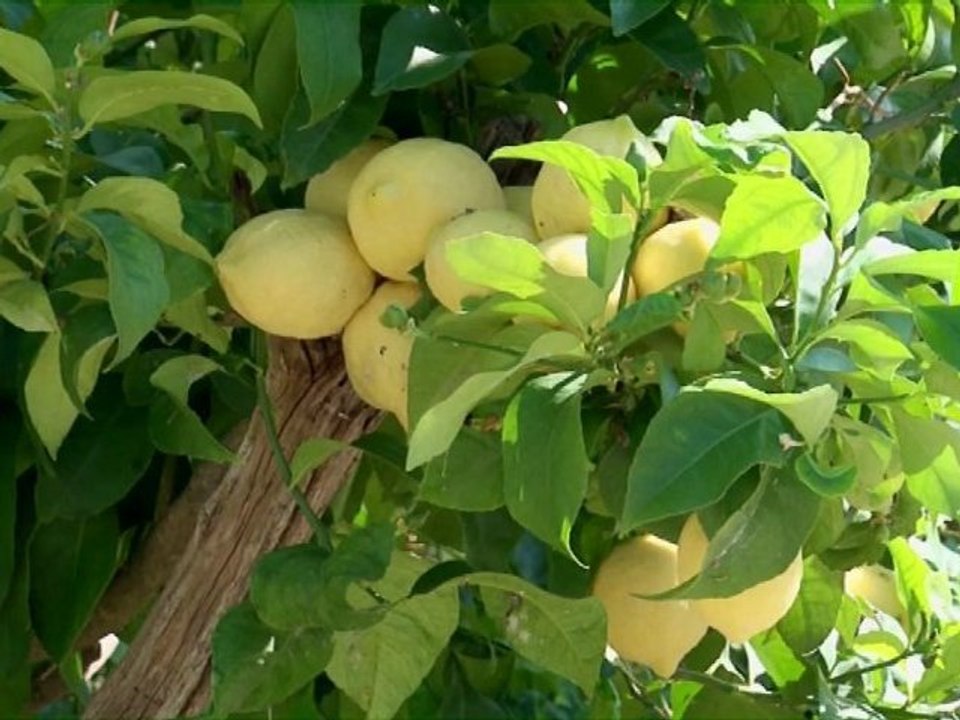 Film : SERIE - EPICERIE FINE - LE CITRON DE MENTON