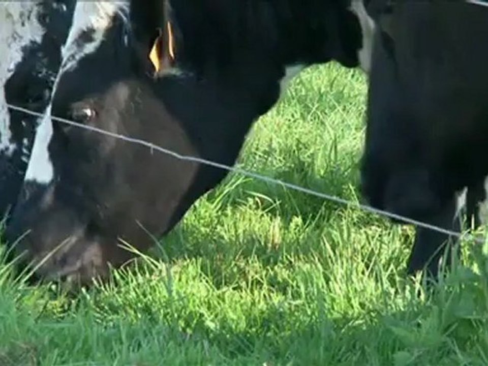 Film : SERIE - EPICERIE FINE - LE BRIE DE MEAUX