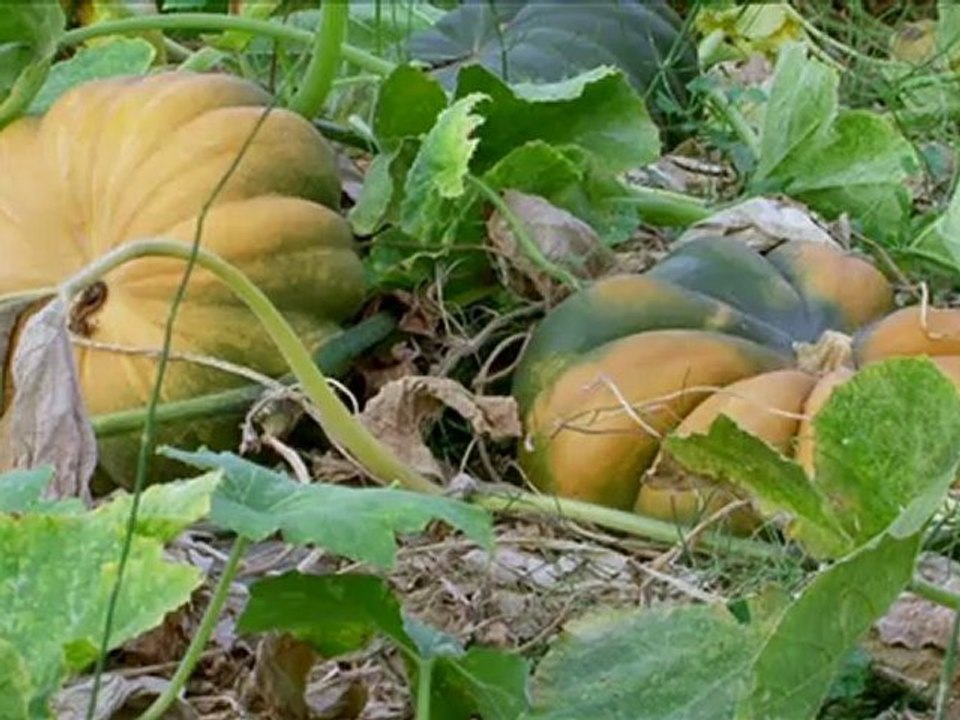 Film : SERIE - EPICERIE FINE - LA COURGETTE DE PROVENCE