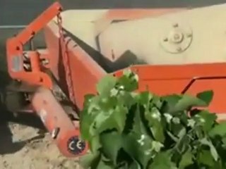 Scraper pour vigne et arbres - 3