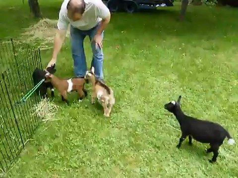 Buttermilk Sky, le chevreau joue avec ses amis chèvres