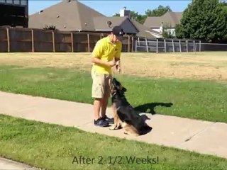 Ava - German Shepherd - Broken Arrow Dog Training