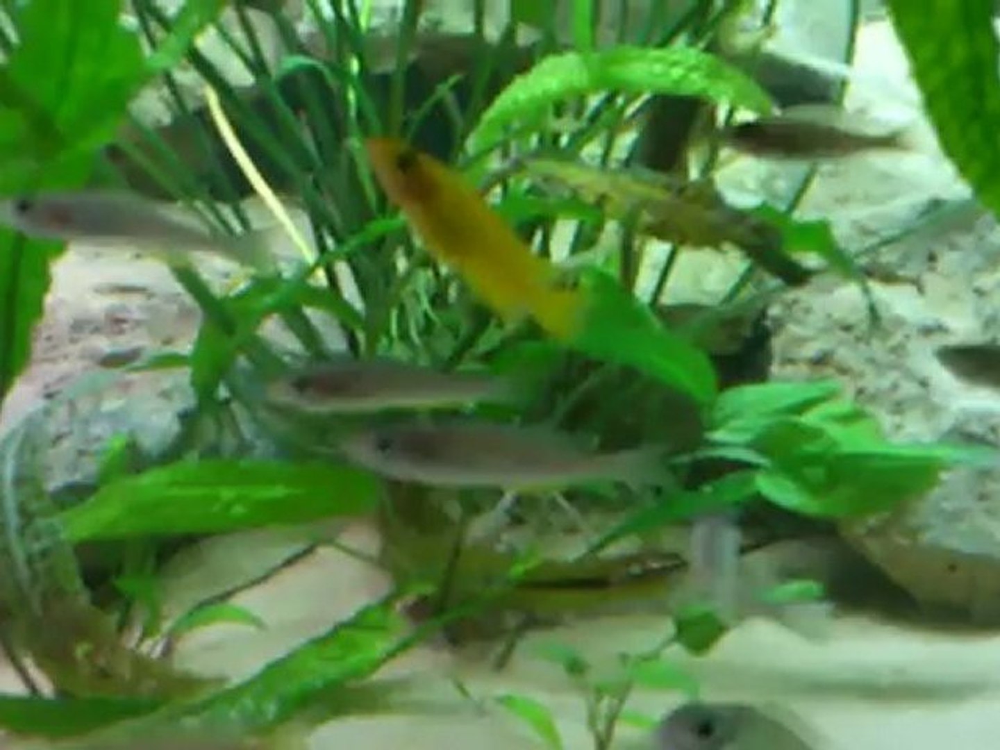 ⁣Aquarium Tanganika