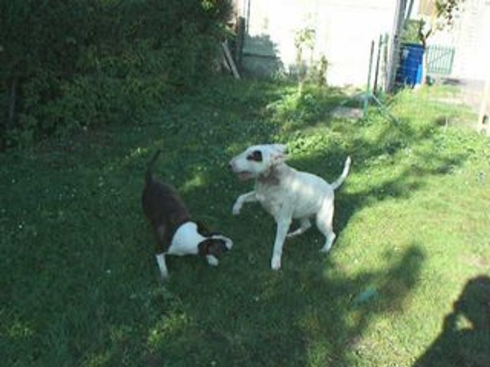 Loona & Rebel 2