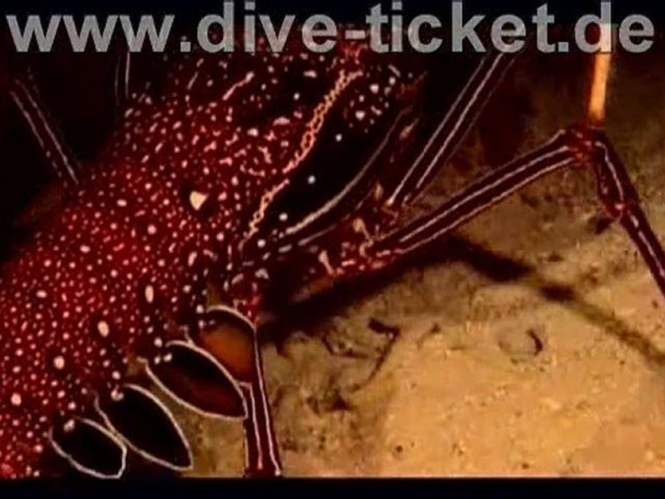 Unterwasser Gehäuse für Sigma SD14 BS Kinetics chris chrisshootings chrisshooting