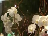 Comment faire une composition d'orchidées ?